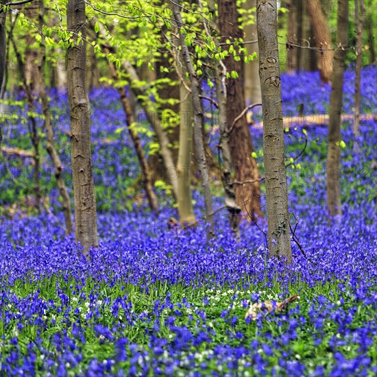 Common bluebell