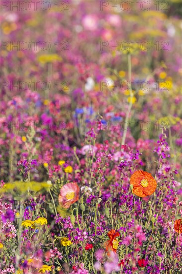 Flowering marginal strips next to agricultural monocultures