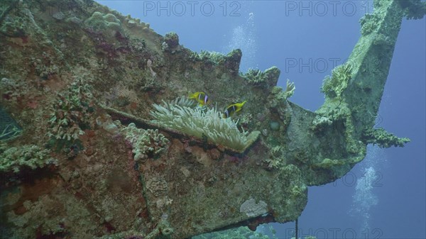 Pair of Red Sea Clownfish