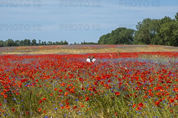 Poppy flowers