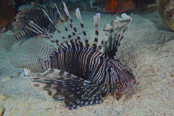 Common lionfish