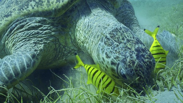 Close-up of Great Green Sea Turtle