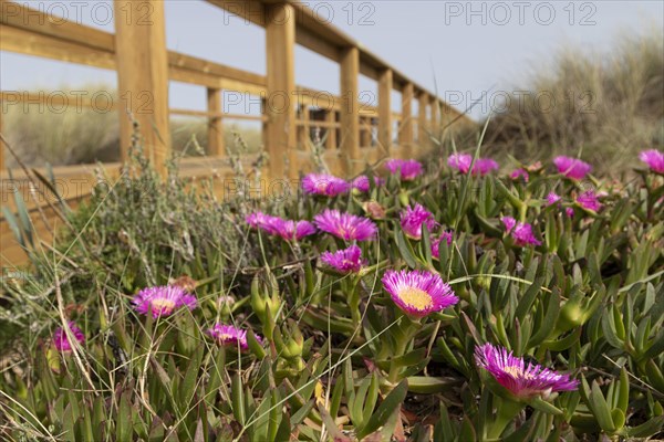 Pink flowering edible