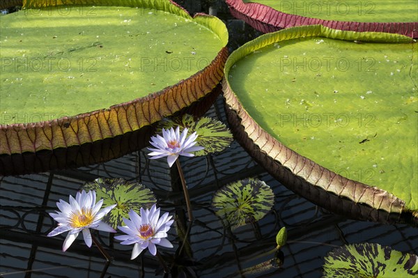 Waterlilies in Kew Gardens