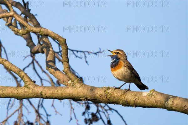 Bluethroat