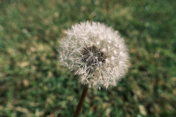 Common dandelion