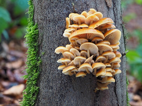 The velvet foot fungus is a typical winter fungus that survives frosty periods and snow well. The photo was taken on 24 December. A cultivated form is the Enoki Enokitake