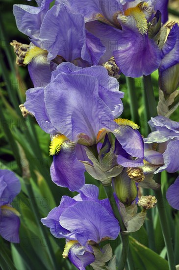 German iris