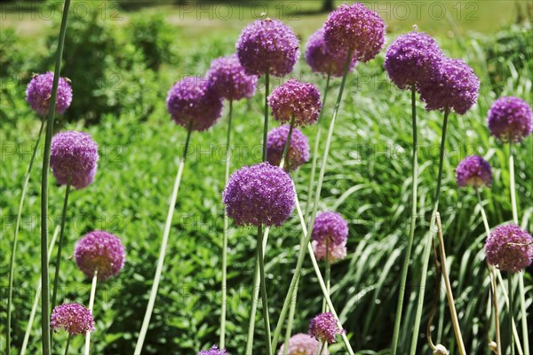 Ornamental garlic