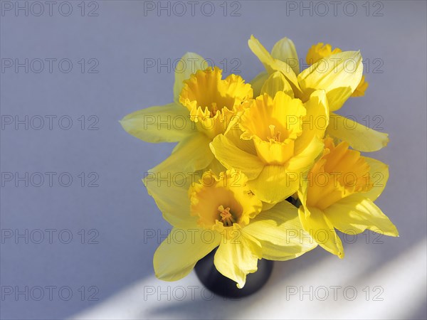 Yellow daffodils