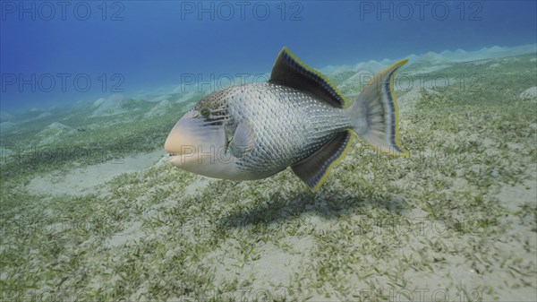 Close up of Yellowmargin Triggerfish