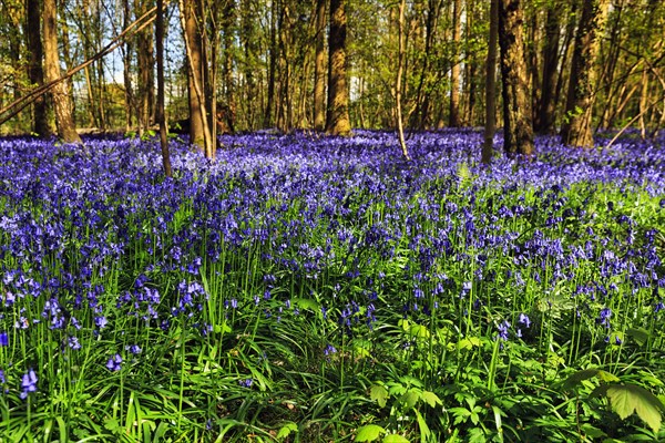 Common bluebell