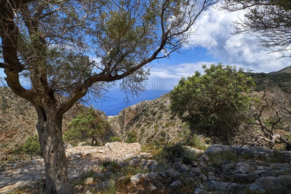 Typical Greek or Cretan landscape