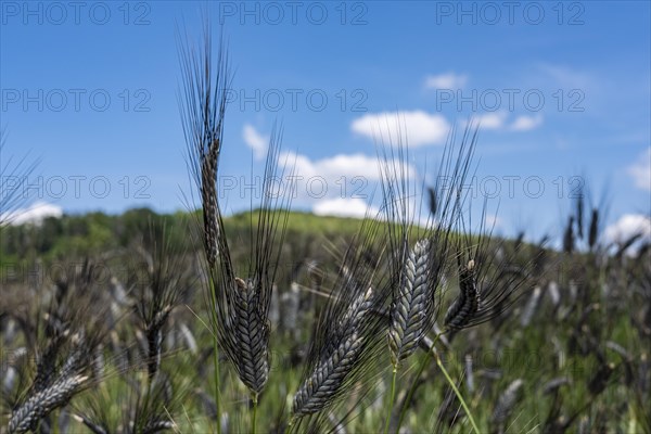 Black emmer in early summer near Hofheim in Lower Franconia