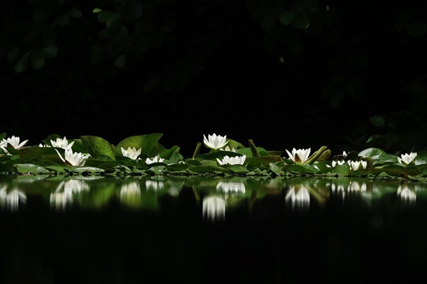 Picturesque white water lilies