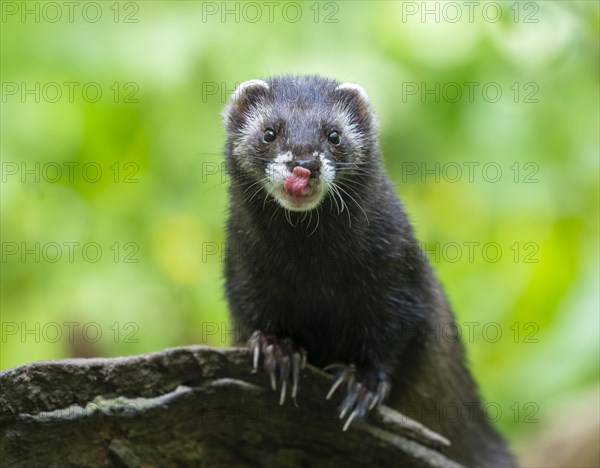 European polecat