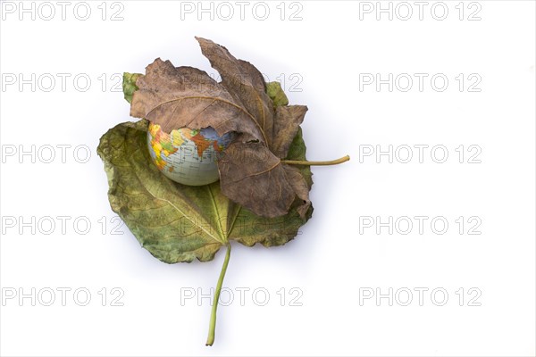 Little model globe placed between two large Autumn leaves