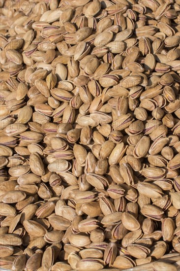 Pistachio nuts with shell ready to eat