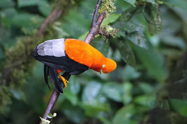 Male Andean cock-of-the-rock