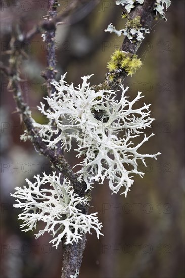 Reindeer lichen