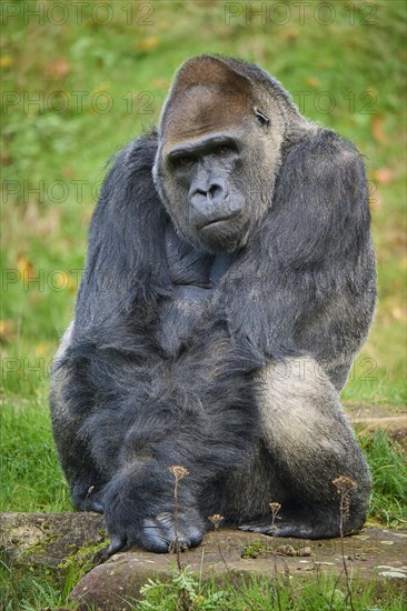 Western gorilla