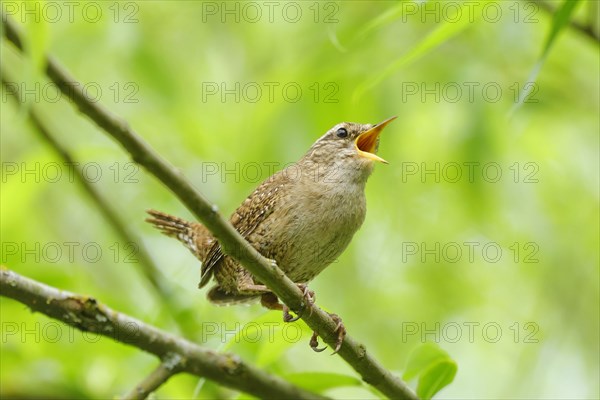 Singing eurasian wren