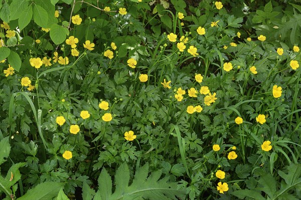 Ranunculus auricomus