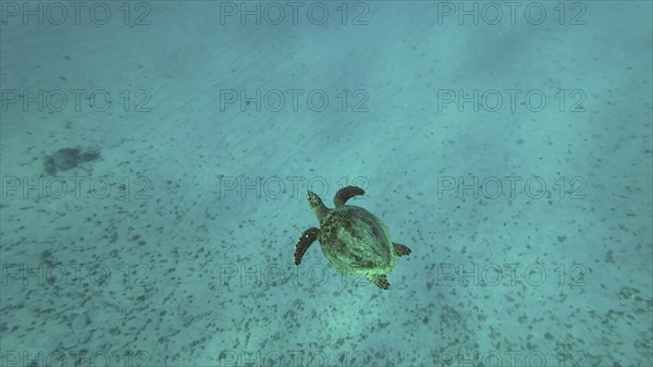 Top view of Great Green Sea Turtle