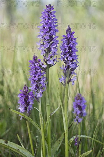 Southern marsh orchid