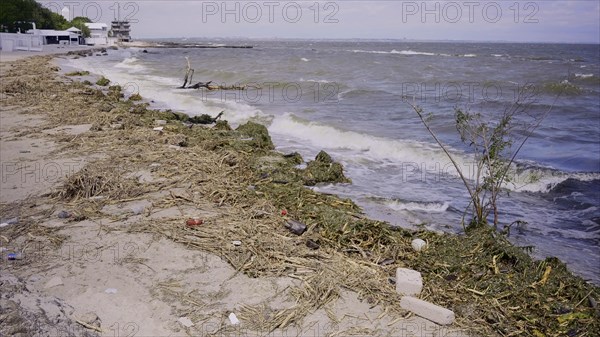 Trees with floating debris has reached Black Sea coastal zone in Odessa