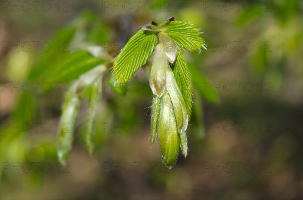 Green Blade in Spring with Sunlight