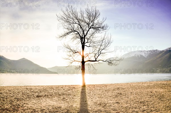Bare Tree with Sunlight on an Alpine Lake with Snow-capped Mountain in Ascona