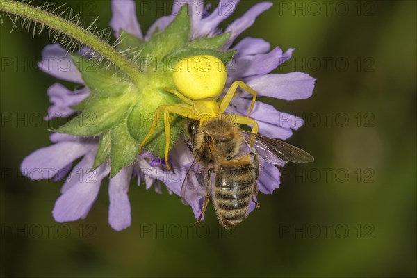 Goldenrod crab spider