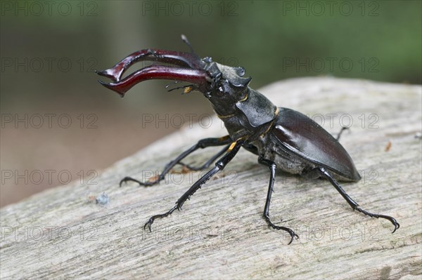 Stag beetle