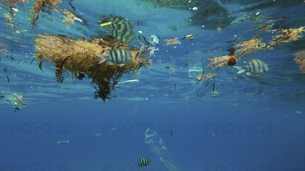 Plastic debris drifts along with scraps of algae on surface of water above the coral reef