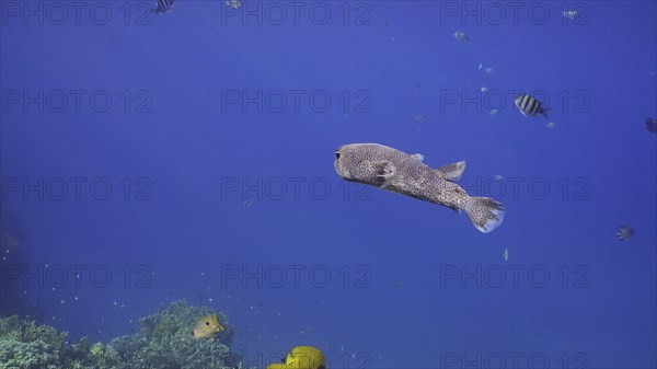 Porcupinefish swim in blue Ocean in sunlight. Ajargo