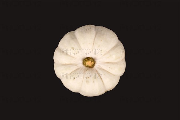 White Baby Boo pumpkin on black background