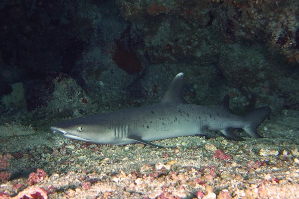 Whitetip reef shark