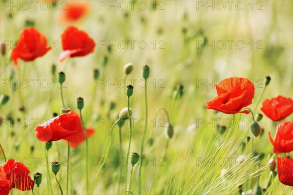 Corn poppy blossom