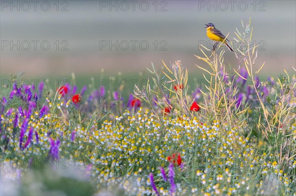 Western yellow wagtail