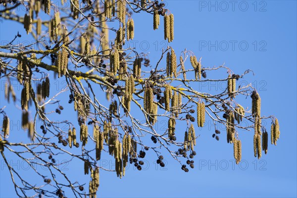 Black alder