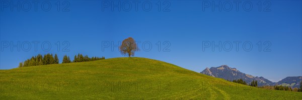 Peace lime tree