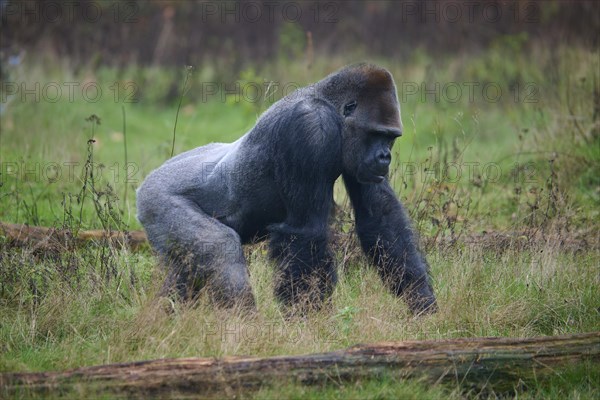 Western gorilla