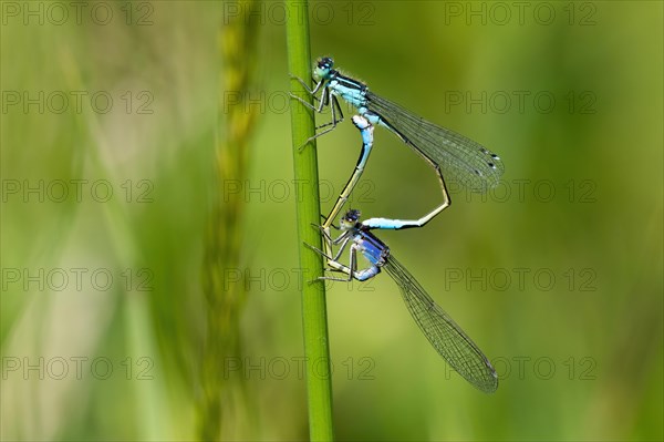 Blue-tailed damselflies