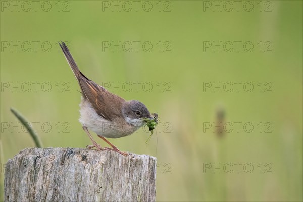 Common whitethroat