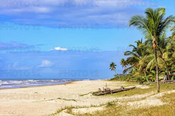 Deserted beach surrounded by coconut trees and with a rudimentary vessel typical of the northeast region of Brazil called a raft on the sand in Serra Grande
