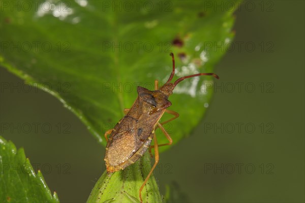 Brown edge bug