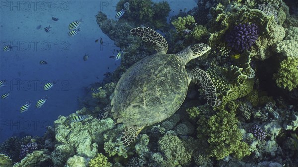 Top view of Hawksbill Sea Turtle