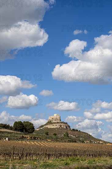 Vineyards around the Real Castillo de Curiel in the Ribera del Duero denomination of origin area in the province of Valladolid in Spain