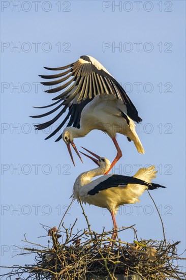 White stork